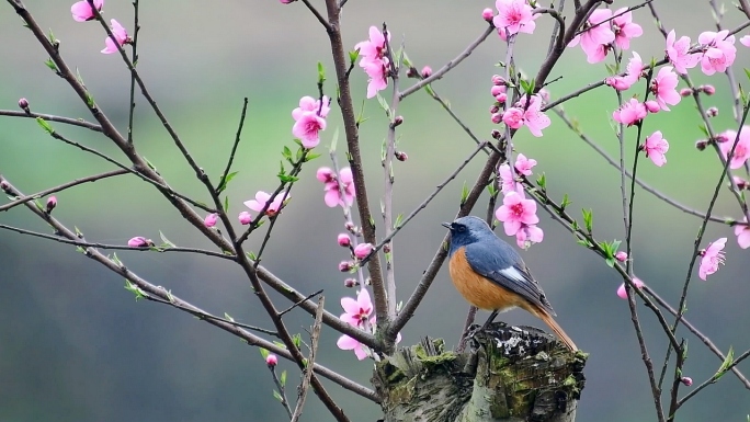 桃花鸟语花香，桃花树上的小鸟真漂亮