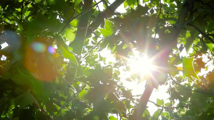 阳光透过梧桐树叶－唯美光晕光斑