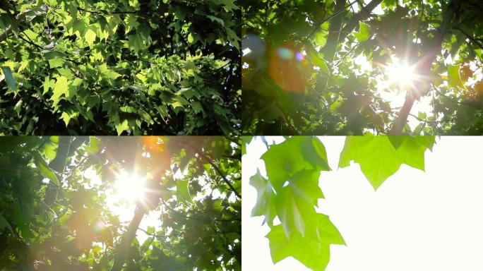 阳光透过梧桐树叶－唯美光晕光斑