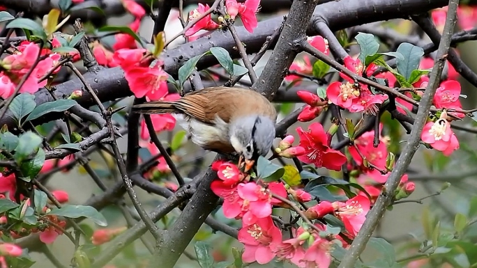 小鸟灰头鸦雀吃海棠花精彩慢动作