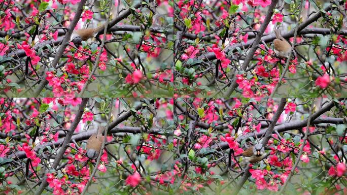 小鸟灰头鸦雀吃海棠花精彩慢动作