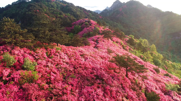 【原创4K】杜鹃花映山红视频素材12