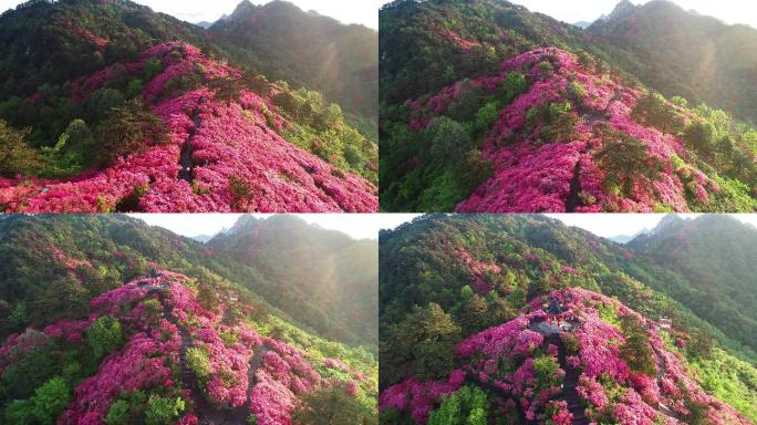 【原创4K】杜鹃花映山红视频素材12