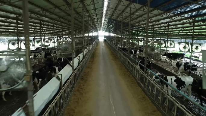 牧场奶牛养殖场牛棚现代化养牛场