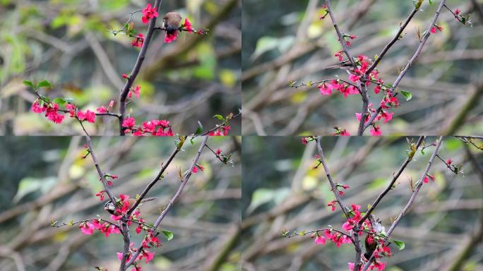 灰头鸦雀吃海棠花精彩慢动作之二