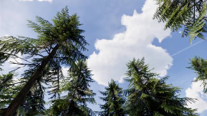 三维软件制作的森林树木仰视角度视频