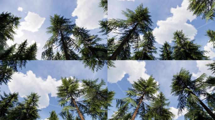 三维软件制作的森林树木仰视角度视频