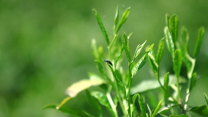 唯美生态茶叶健康小虫