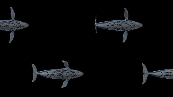 鲸鱼游过（01）-alpha循环