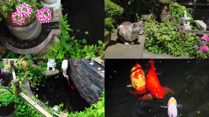 城市小区花园流水景观猫咪金鱼