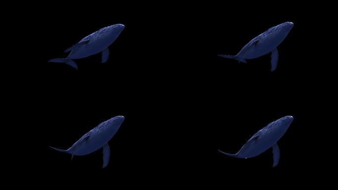 4K鲸鱼仰视角度游动循环通道