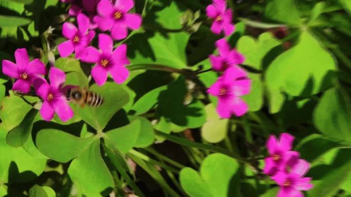 城市小区花园流水石缸植物蜜蜂蝴蝶