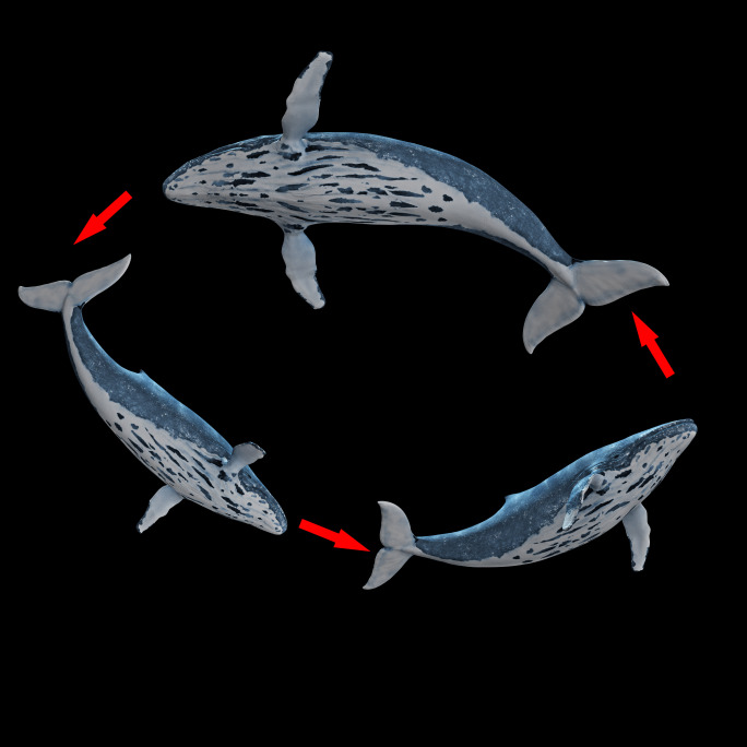 鲸鱼4k（03）-alpha循环