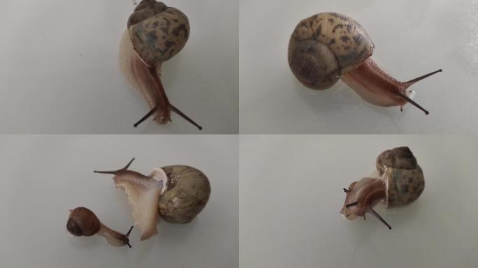 蜗牛小蜗牛蜗牛爬行动物动物世界