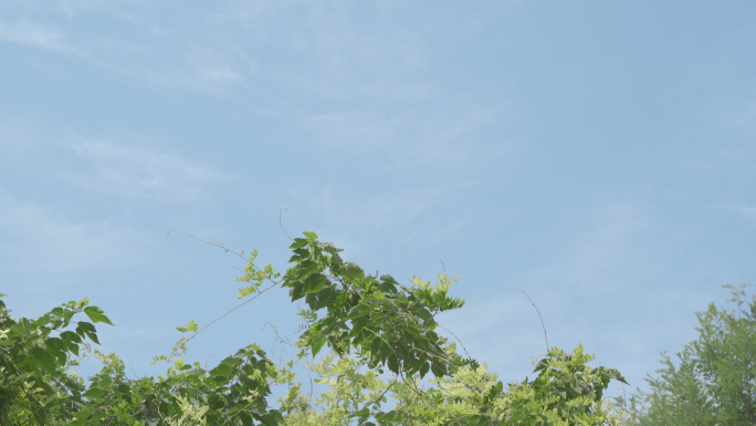夏日天空绿树柳树蓝天空镜