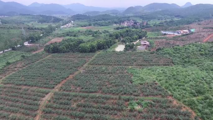 航拍水晶梨水果种植基地新农村产业原创视频