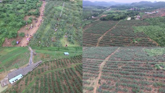 航拍水晶梨水果种植基地新农村产业原创视频