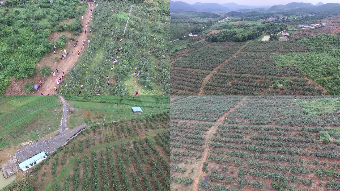 航拍水晶梨水果种植基地新农村产业原创视频
