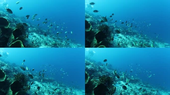 海底世界水下鱼群