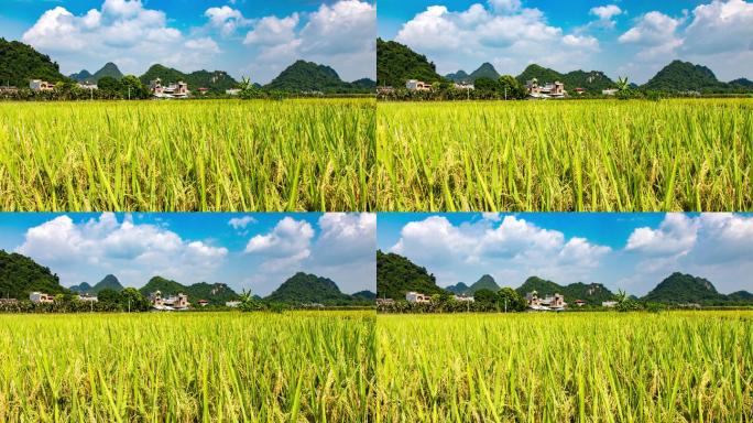 贵州乡村麦田稻米风吹飘动延时摄影