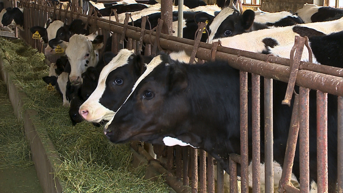 乳牛的饲养奶牛牛犊喂食吃牧草