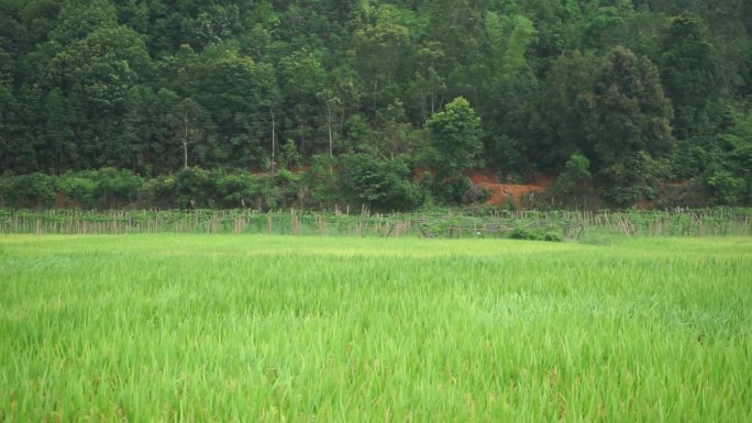 雨中的田野下雨农村雨景