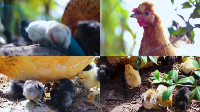 农村拍摄母鸡带小鸡（版权所有）