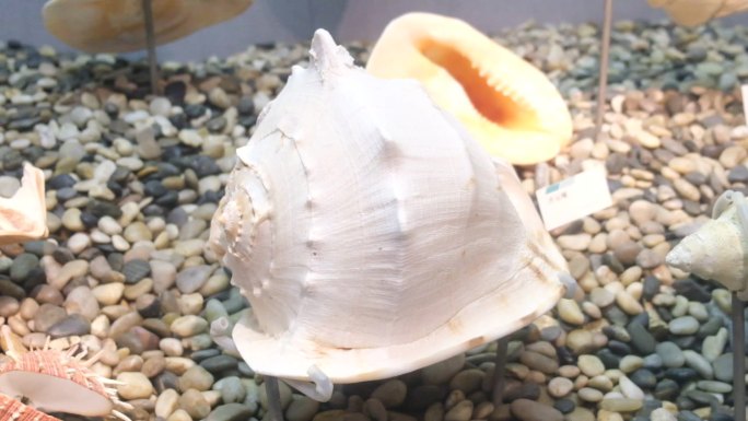 贝壳海螺甲壳动物海洋生物标本