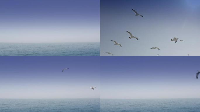 4K原创高帧速率拍摄大海、海鸥展翅翱翔