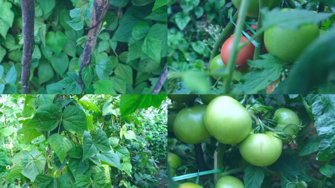 农业农村菜园种植菜地番茄西红