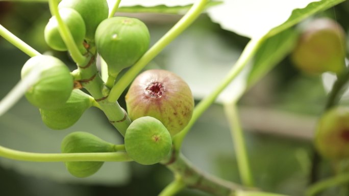 未成熟的无花果