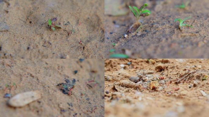 沙地小蚂蚁搬运食物