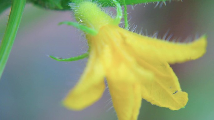 植物花根茎特写