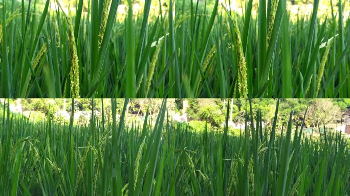 夏季水稻开花视频素材素材