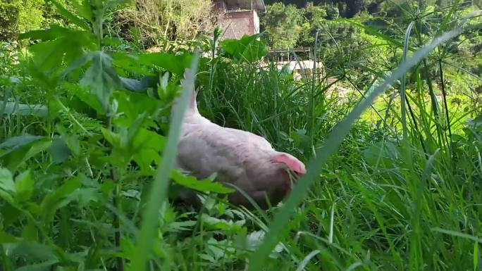 农村家养白鸡活动视频素材