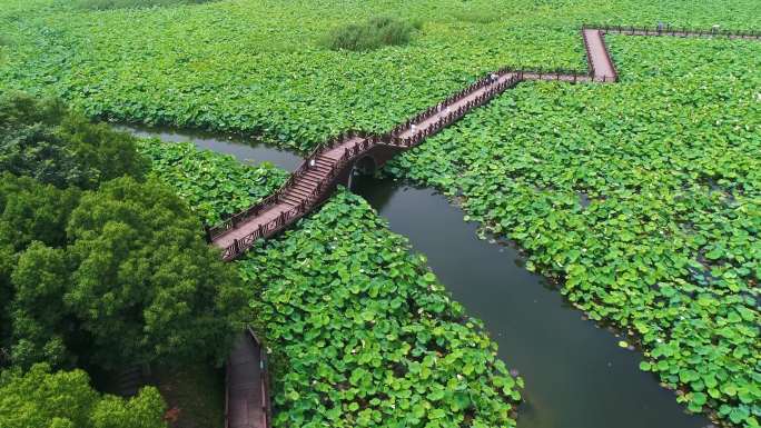 4K航拍荷花湿地公园政府企业旅游宣传实拍