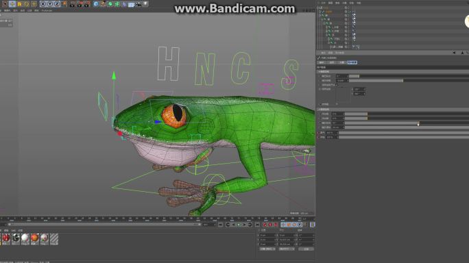 C4D三维青蛙模型带材质绑定动画