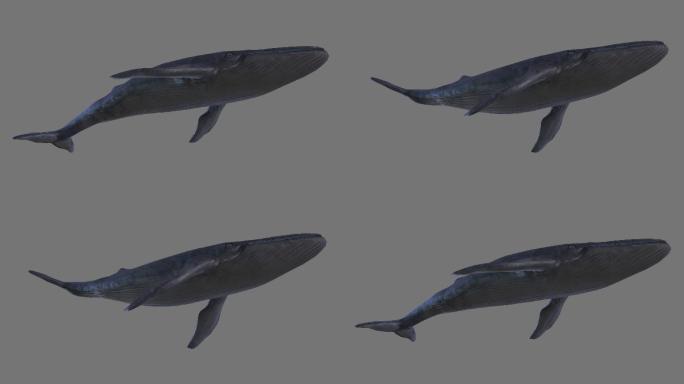 鲸鱼游动_alpha透明通道（免抠图）