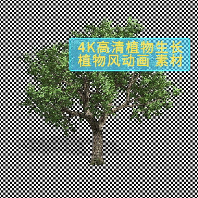 夏天的树