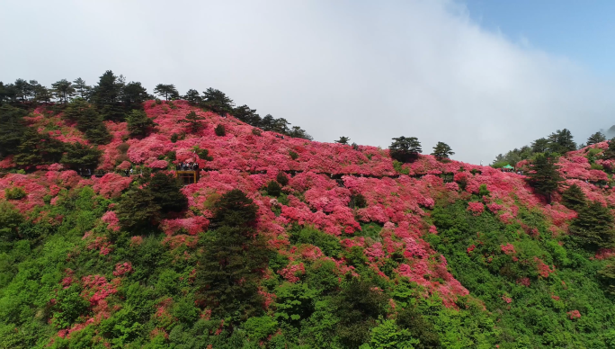 【原创4K】杜鹃花映山红视频素材18