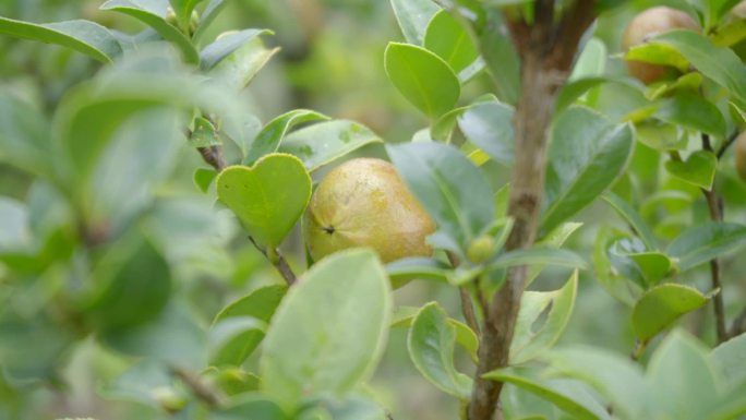 油茶