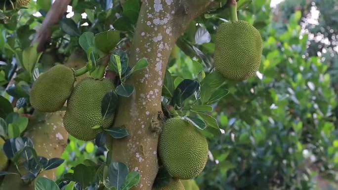 热带水果菠萝蜜树菠萝木菠萝原创视频