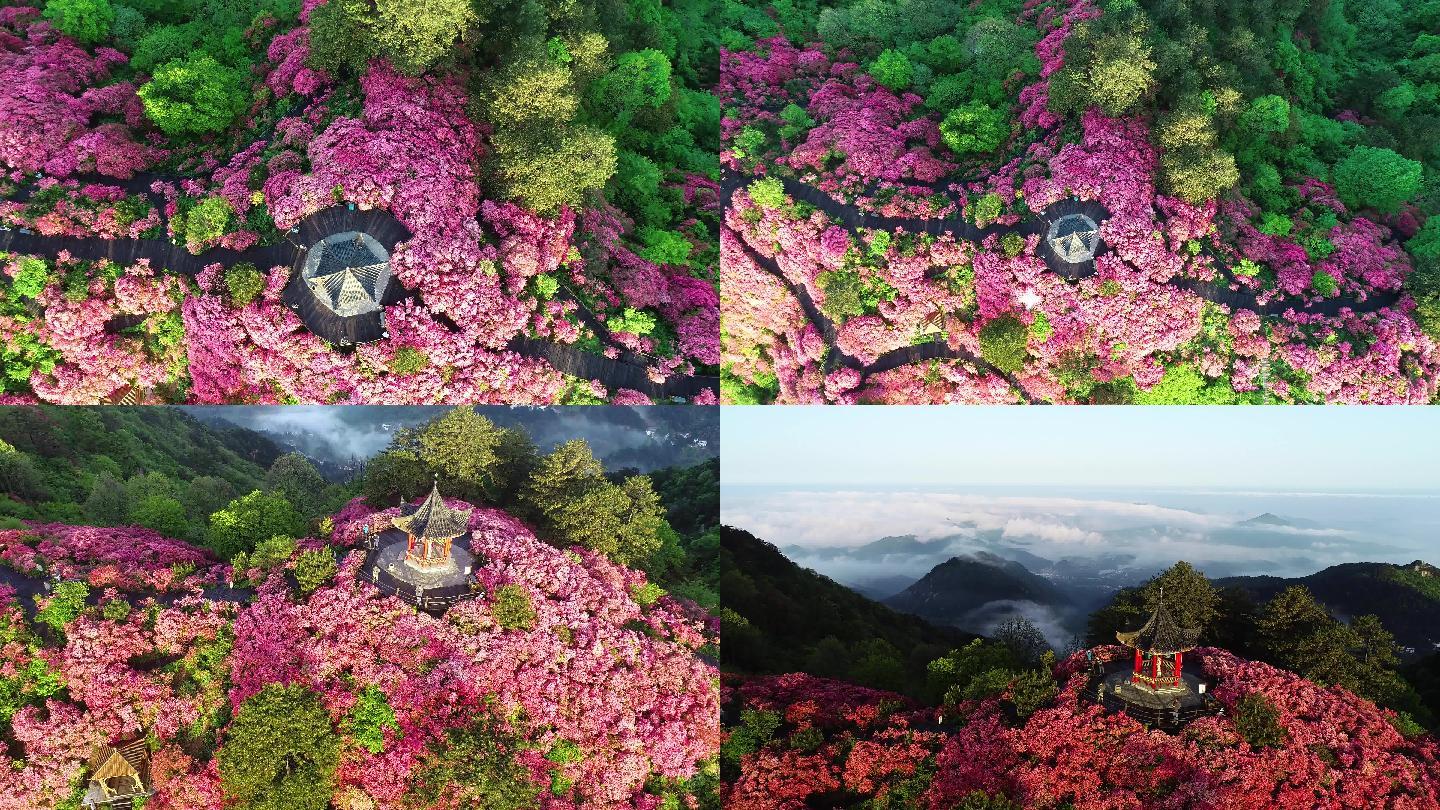 【原创4K】杜鹃花映山红视频素材15