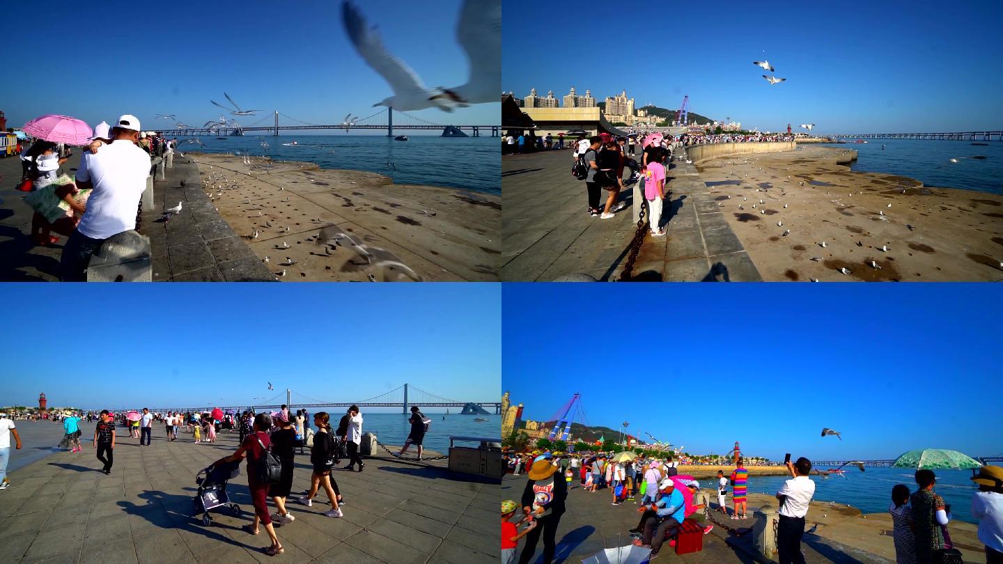 大连星海广场海边的人群与海鸥