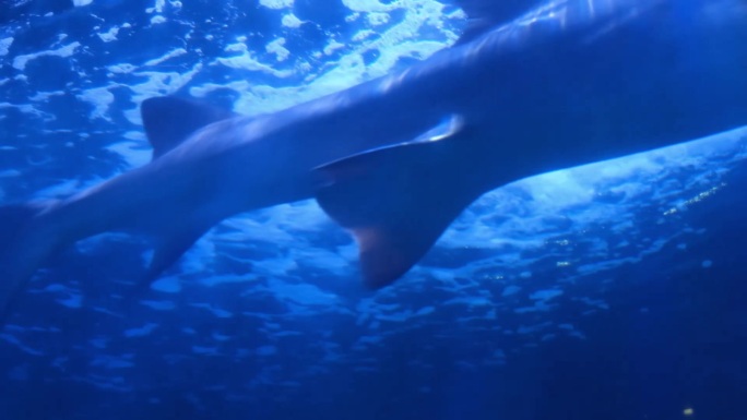 鲨鱼大白鲨深海杀手海底世界海洋霸