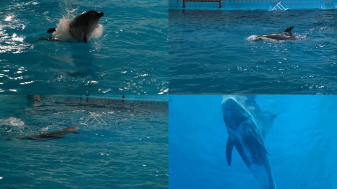 可爱活泼海豚表演跳跃潜水海底