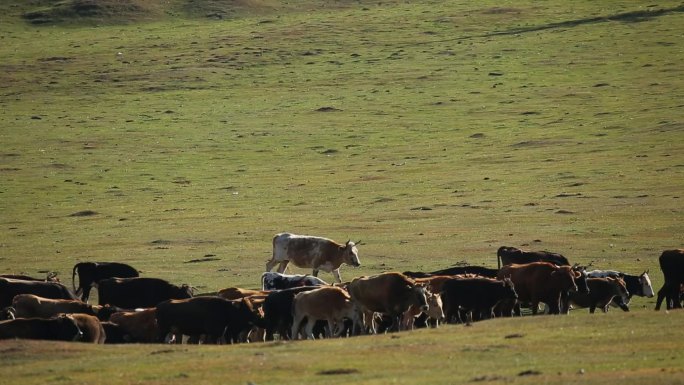 草原山里吃草的牛