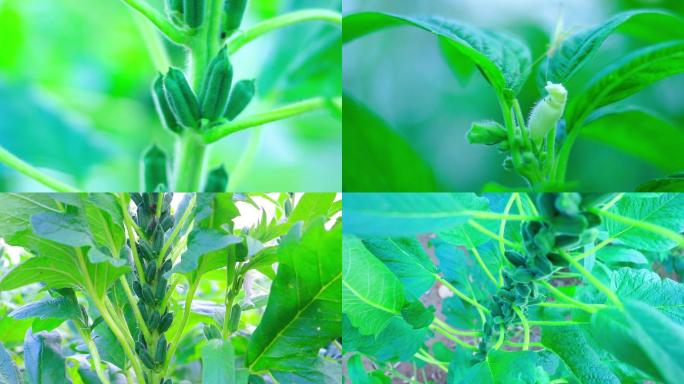 实拍清新唯美芝麻地（版权所有）