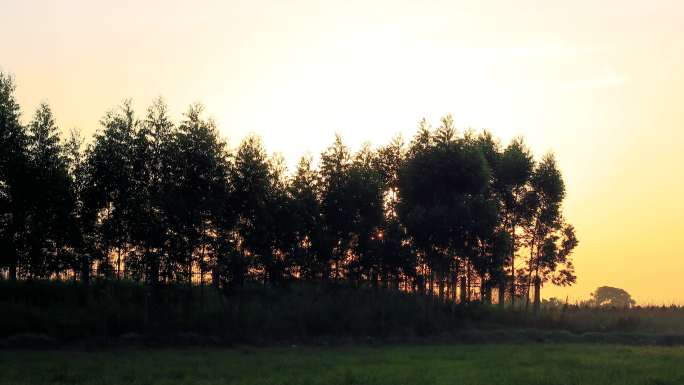 日出太阳从树林后面慢慢升起4K