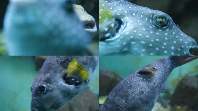 刺豚河豚海底海底世界水下水底